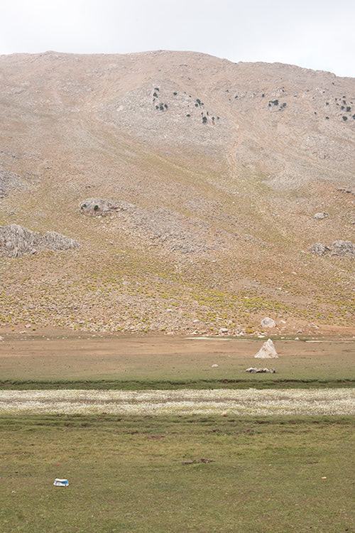 Blick auf blühende Blumen an Wasserlauf auf der Hochebene